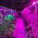 LED ნათურა ოთახის ყვავილებისა და მცენარეების გასანათებლად