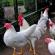 גידול תרנגולות מטילות בבית